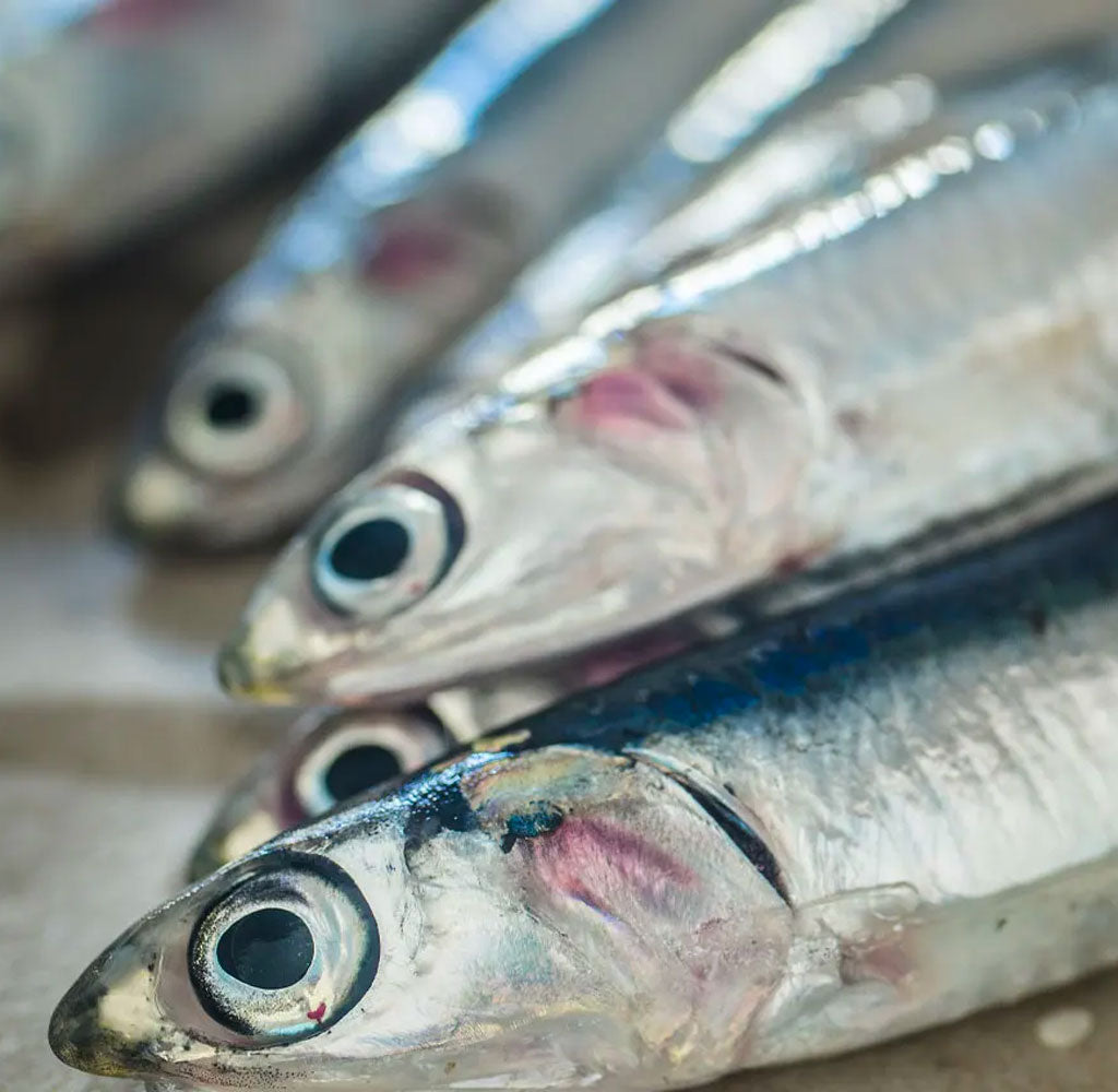 The Seafood with the Highest Omega-3 Fatty Acid Content
